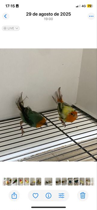 Diamantes papagaio várias mutações