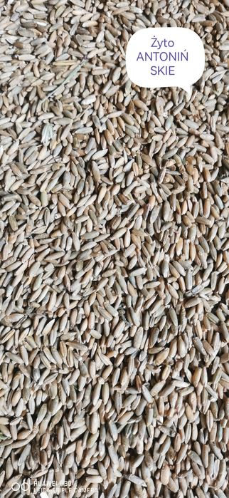 Żyto Antonińskie 1 rok po centrali