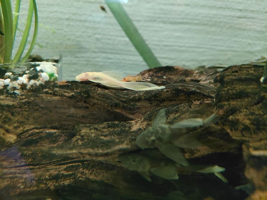 Dragon green zbrojnik male 3-5cm