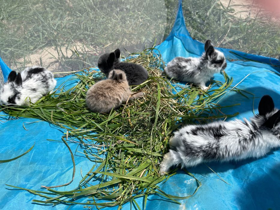 Декоративні кролики