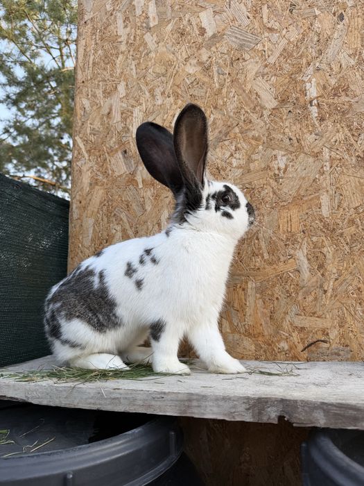 Olbrzym belgijski srokacz niemiecki samiec