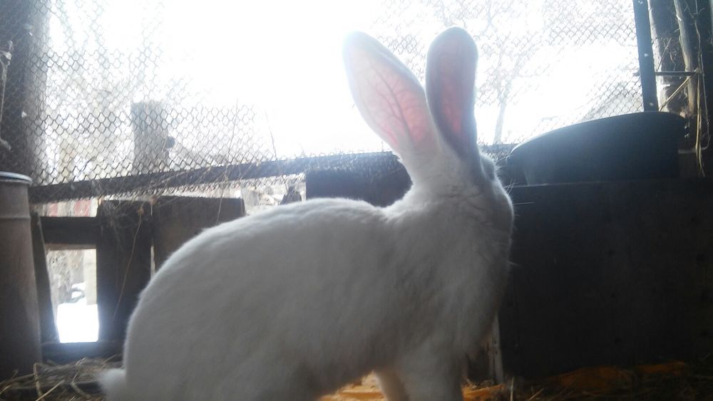 Продам Самцов Фландра