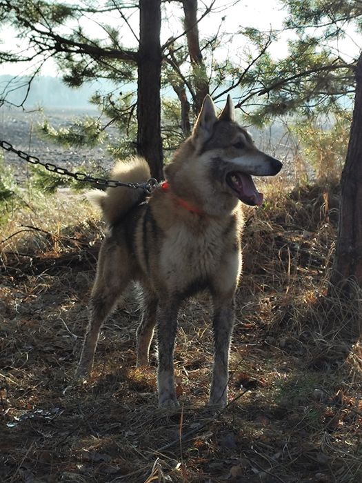 Кобель ЗСЛ (лайка) для в'язок