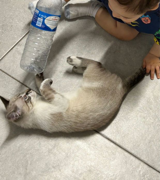Gata  para adocao