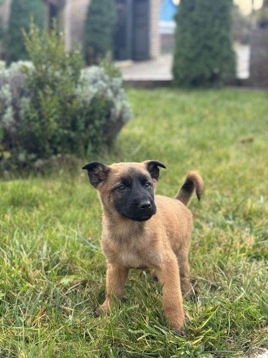 Цуценята малінуа