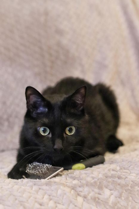 Czarny kotek kocurek