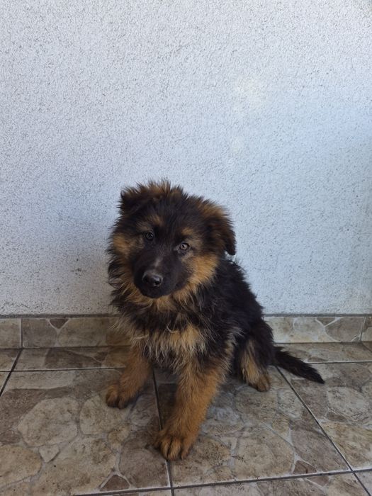 Owczarek niemiecki długowłosy