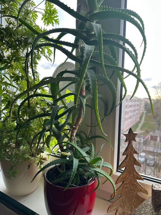 aloes szczepki - artykuy do domu i ogrodu w dobrej cenie