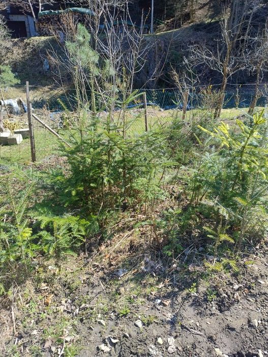 Sprzedam  sadzonki jodł.Nie wysyłam