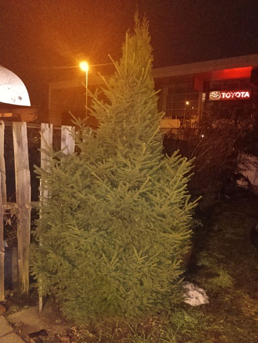 Piękna Jodła Kaukaska