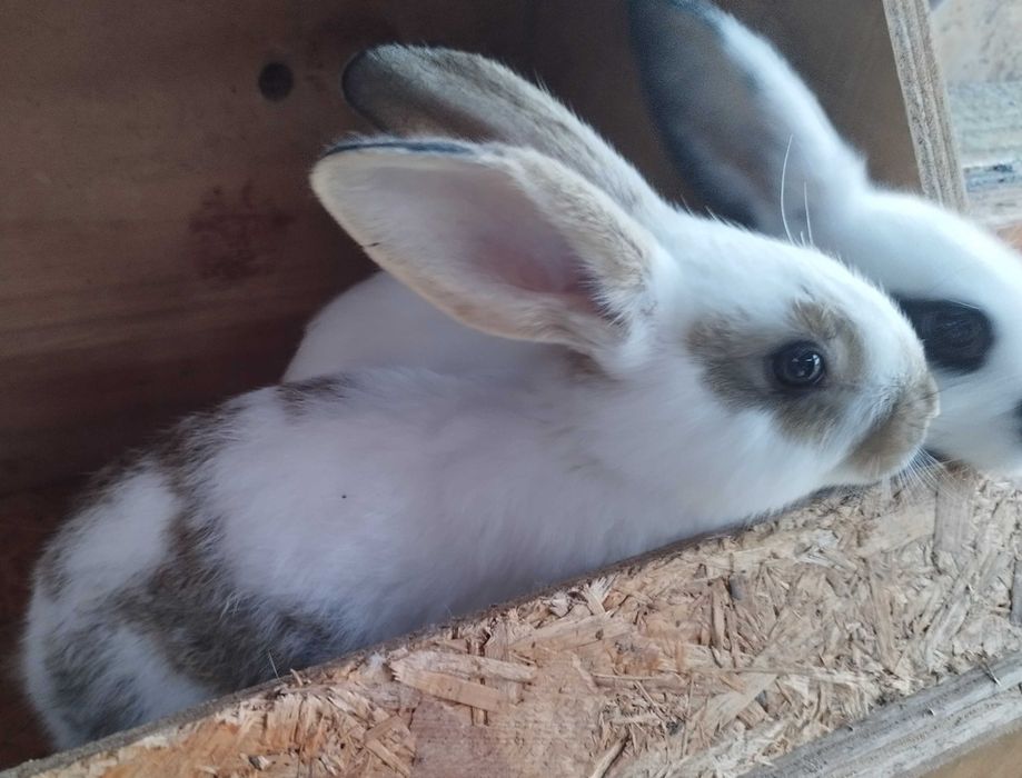 Coelhos borboleta