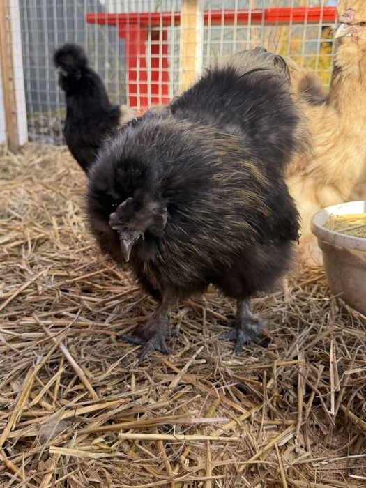 Кури Китайська шовкова (пара)