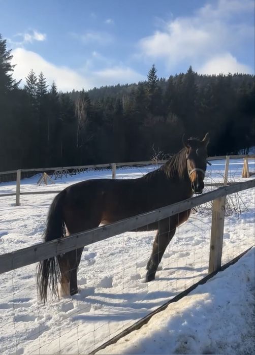 Gniada Klacz Śląska