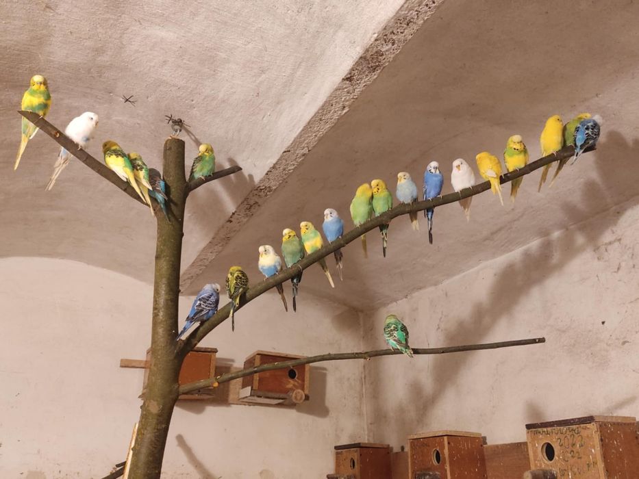 Sprzedam papugi faliste