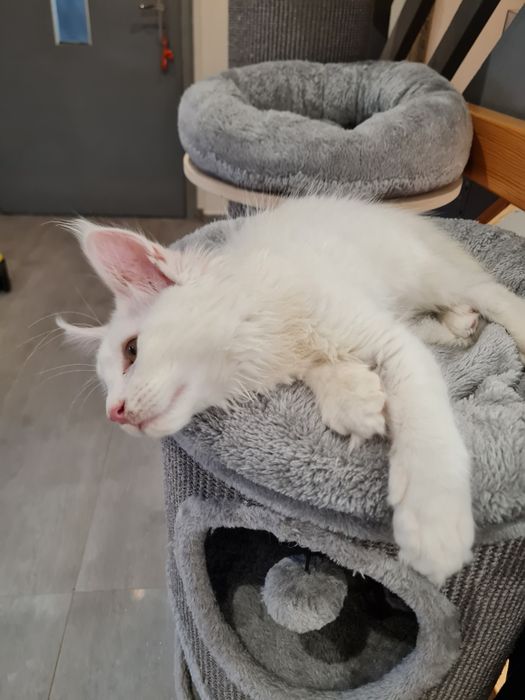 Maine Coon kocur ds12