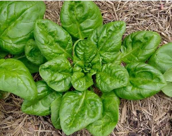 vendo sementes espinafre