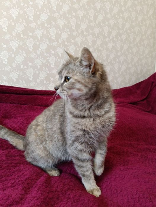 Красивый котенок бесплатно