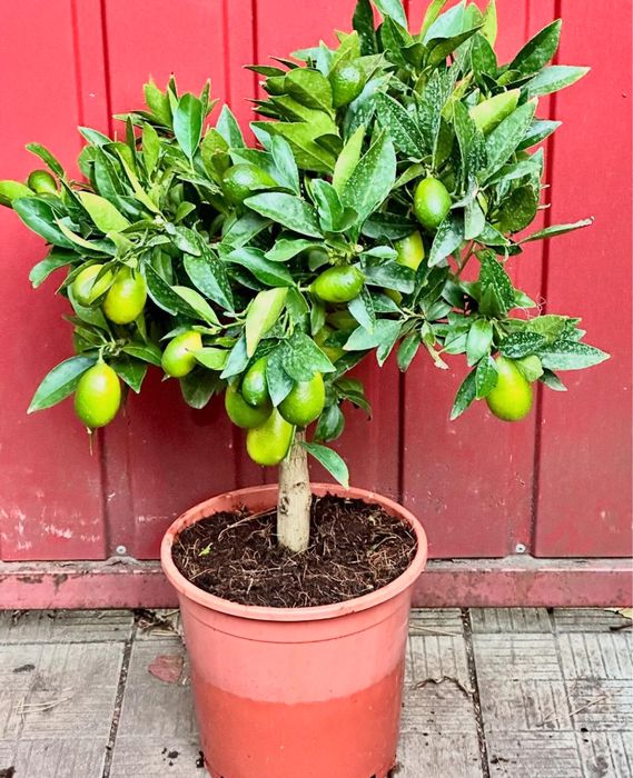 Лимони, кумквати, мандарини, апельсини, великі цитруси з плодами