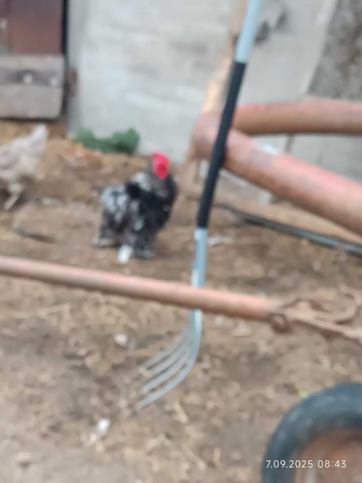 Kogut kochina karzełek lokowany