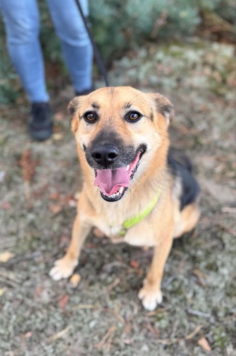 W wigilię trafił do schroniska… Forest do adopcji