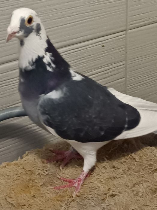 Gołębie pocztowe, pstra samica