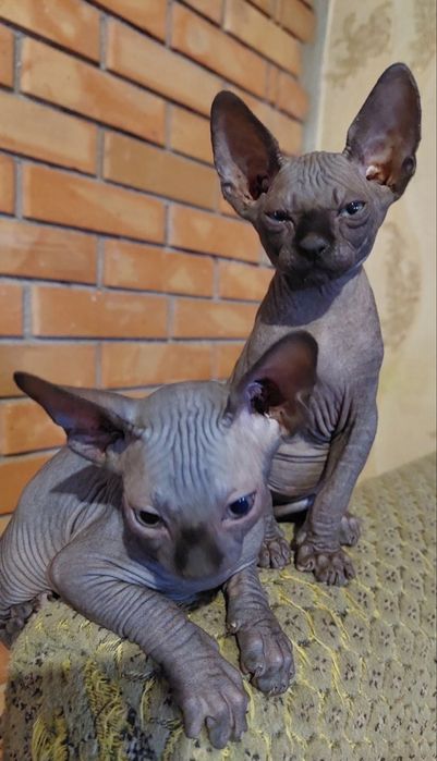 Сфінкс (кошенята)