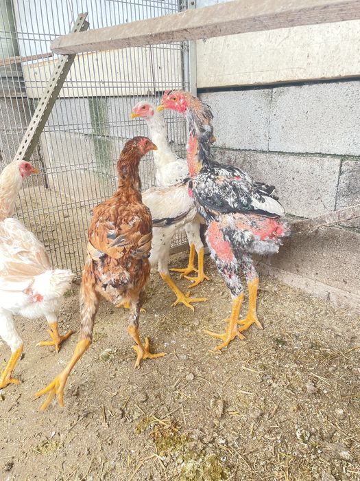 Pintos  indio gigante