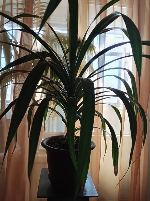 Кімнатна рослина