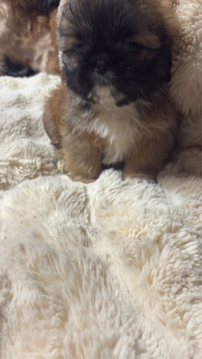 Szczeniaczek Shih tzu