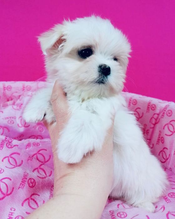 Maltańczyk suczka z rodowodem Maltańczyki