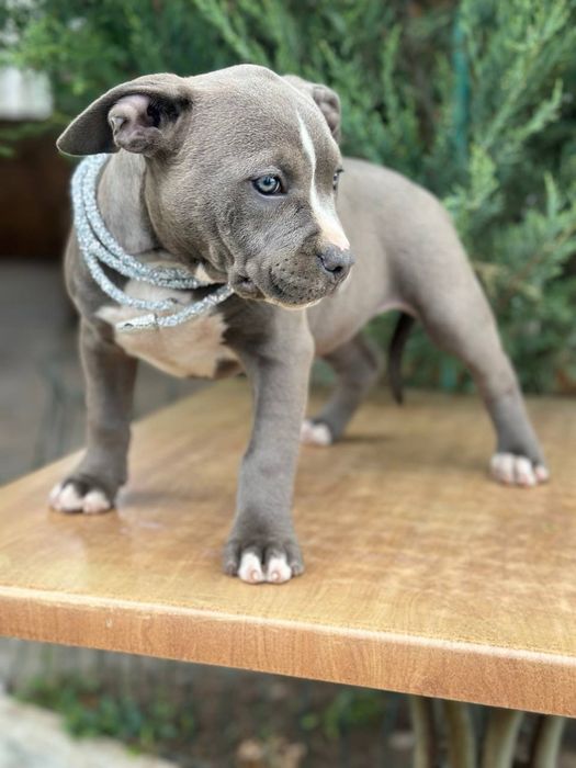 Американский буллі стандарт