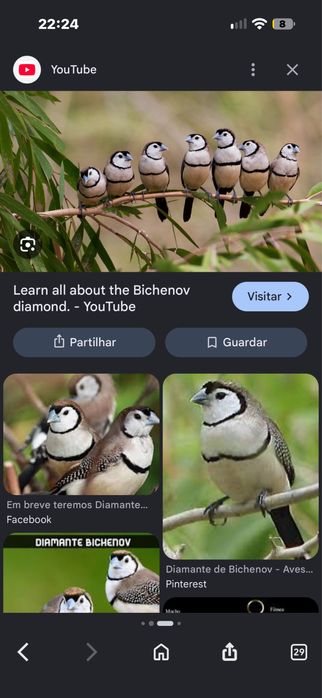Aves de bico reto