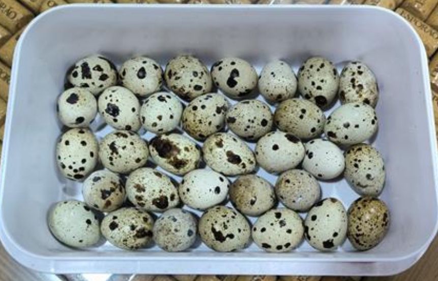 Ovos de codorniz