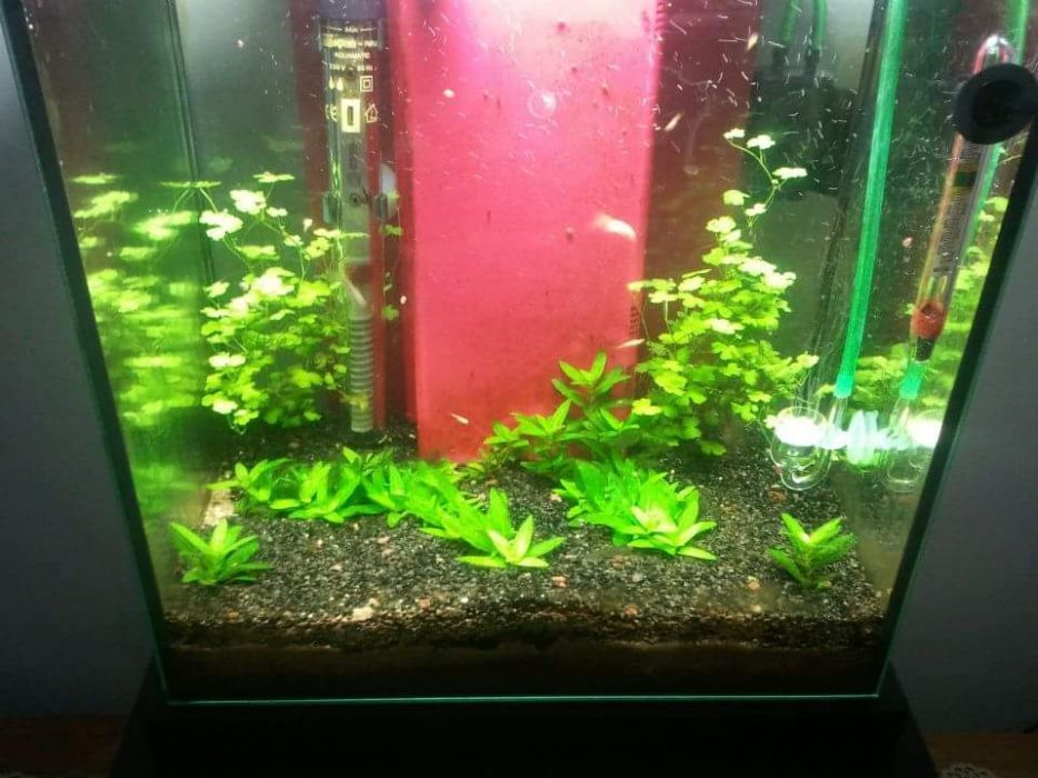 Aquário cubo, filtro, luminária