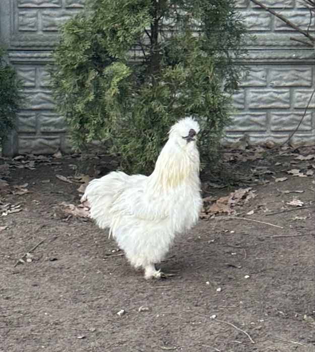 Kogut silka (kwiecień 2025)