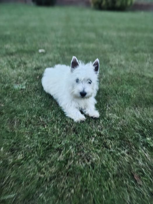 West Highland White Terrier suczka