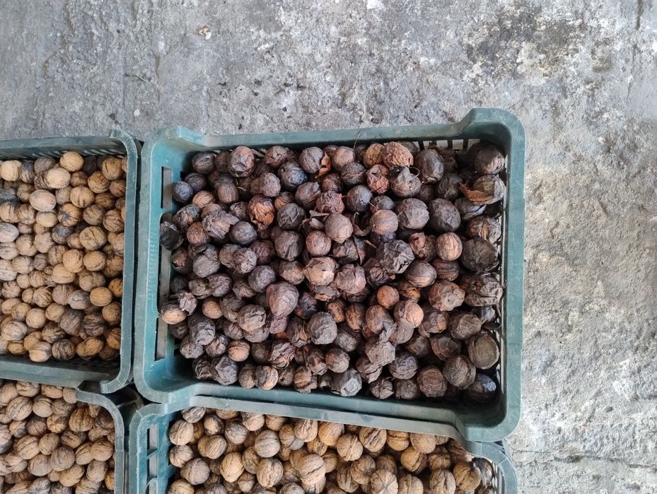 Orzechy włoskie  sezon 2025