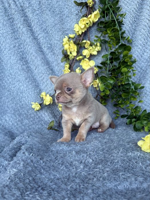 Excecional mini cor rara menino Isabella Chihuahua/Chiuaua.LinhagemRussa,Qualidade