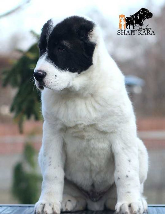 Шикарный кобель Среднеазиатской овчарки