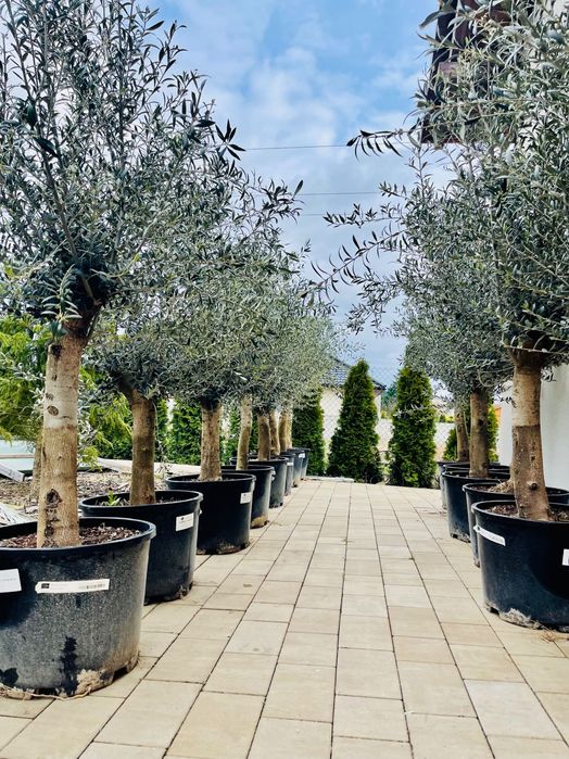 Olea europaea intensivo grube pnie import Hiszpania