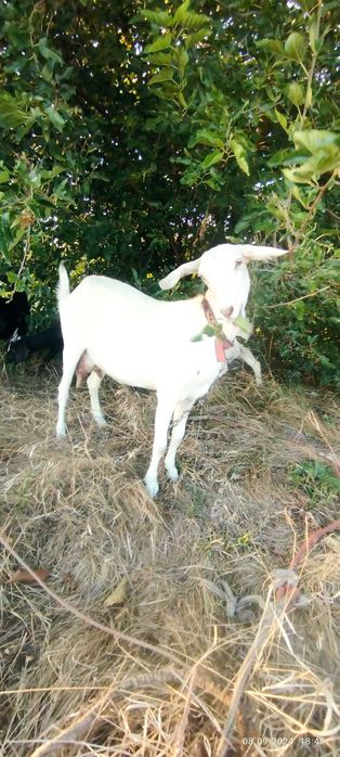 Козульки, першокотка і її діти