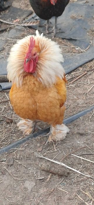 Koguty miniaturki sprzedam