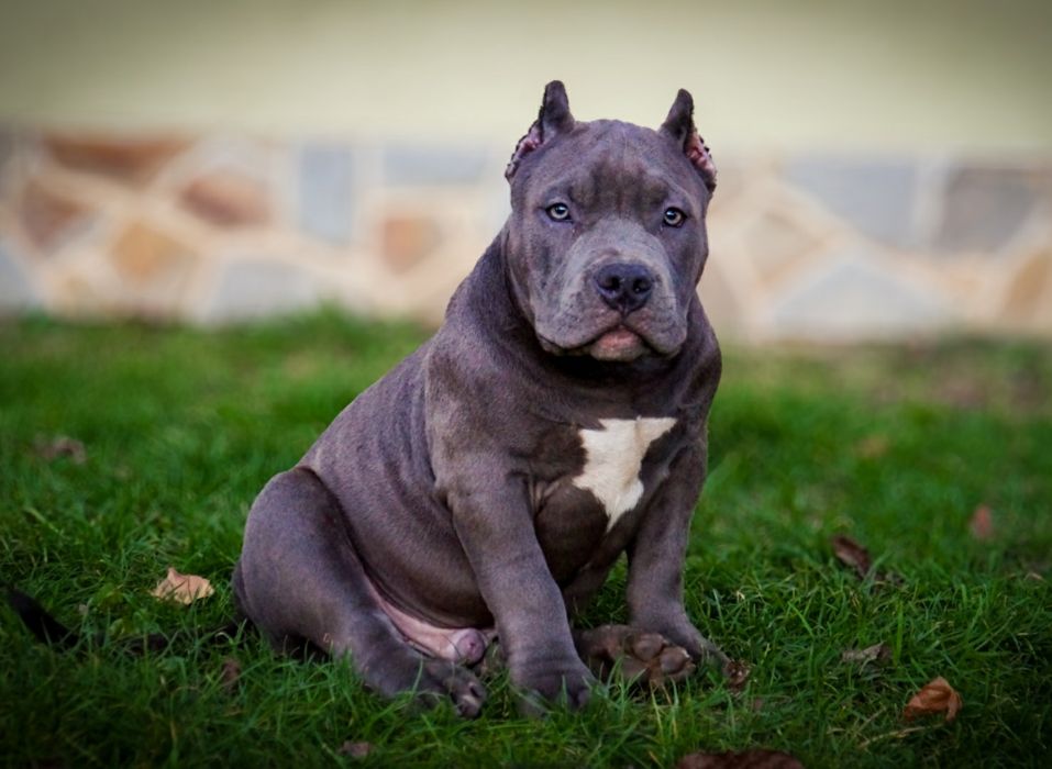 American Bully Pocket pies