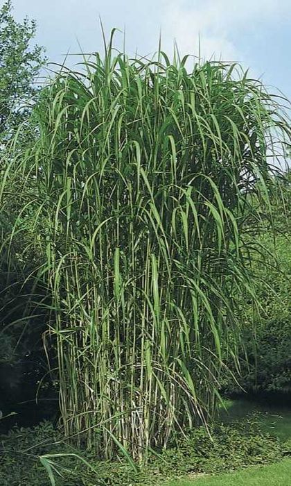 Miskant olbrzymi 10 sztuk