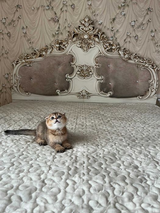 Хлопчик Золота шиншила. Шотландські кошенята. Золотая шиншилла