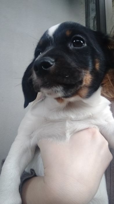 Віддам цуценя дівчинку у добрі руки