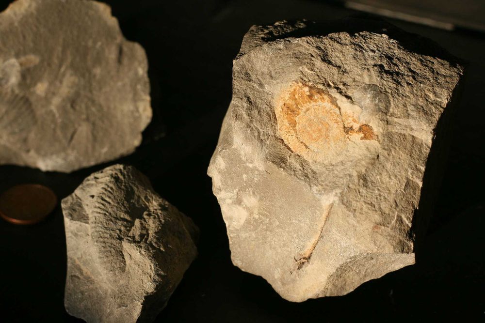 Diversos fósseis do Cabo Mondego (inclui envio)