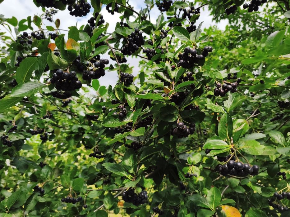 Aronia Ekologiczna bez żadnej chemi