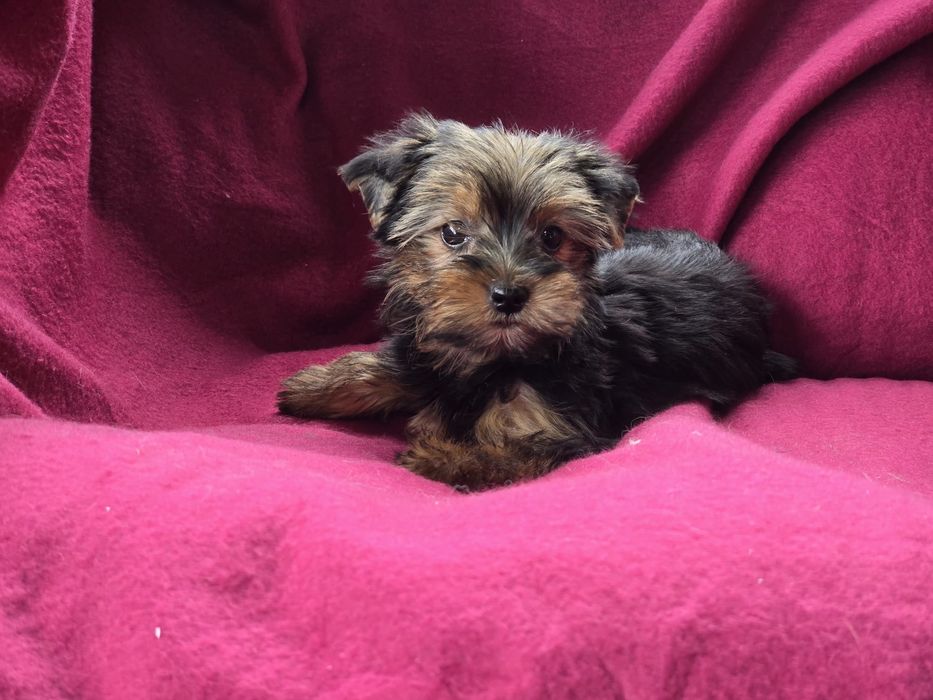 Suczka Yorkshire terrier