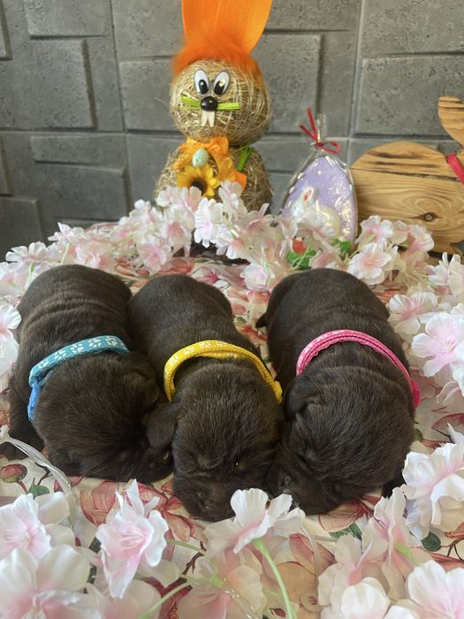 Labrador retriver szczeniak czekoladowe REZERWACJIA !!